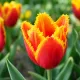 Tulipán Crispy Artair – červeno-žltý strapkatý tulipán