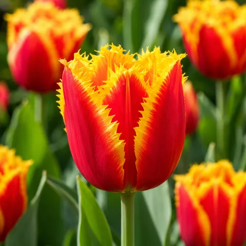Tulipán Crispy Artair – červeno-žltý strapkatý tulipán