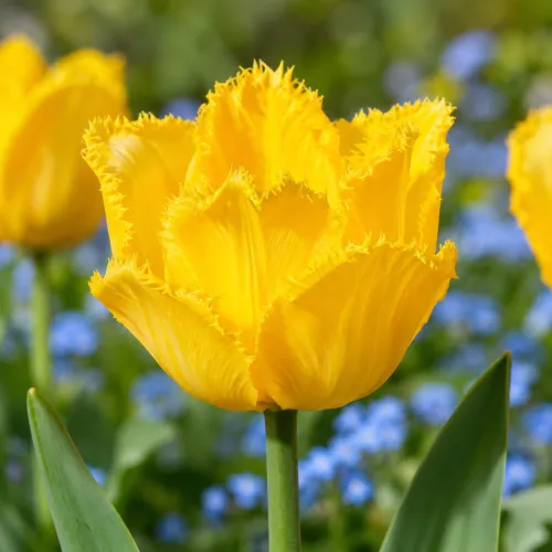 Tulipán Crystal Star – žltý strapkatý tulipán