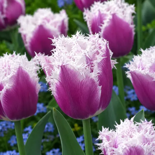 Tulipán Cummins – fialovo-biely strapkatý tulipán