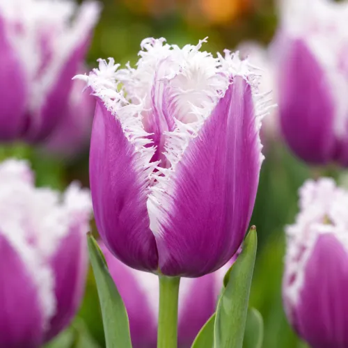 Tulipán Cummins – fialovo-biely strapkatý tulipán