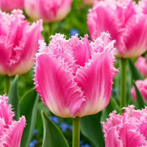 Tulipán Dallas – ružový strapkatý tulipán