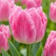 Tulipán Dallas – ružový strapkatý tulipán