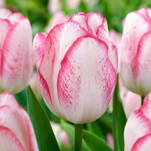 Tulipán Denise – bielo-ružový triumph