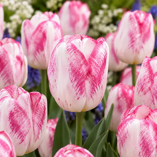 Tulipán Denise – bielo-ružový triumph