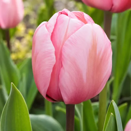 Tulipán Design Impression – ružový