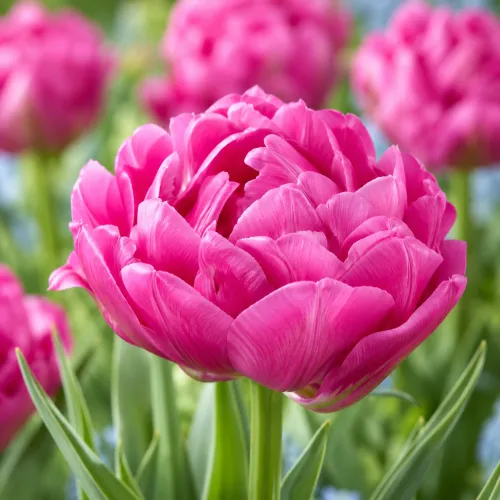Tulipán Dior – ružový plnokvetý tulipán