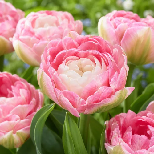Tulipán Double Sugar – ružovo-biely plnokvetý tulipán