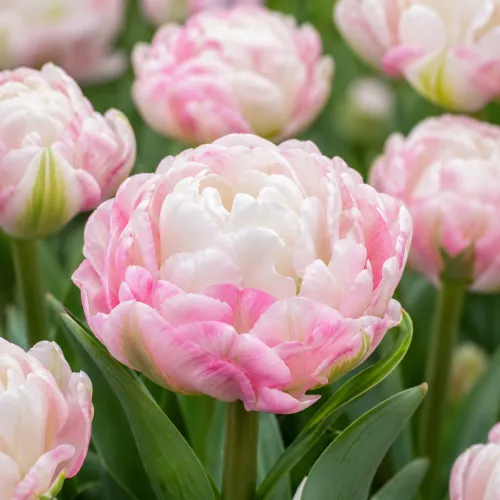 Tulipán Double Surprise – bielo-ružový plnokvetý tulipán