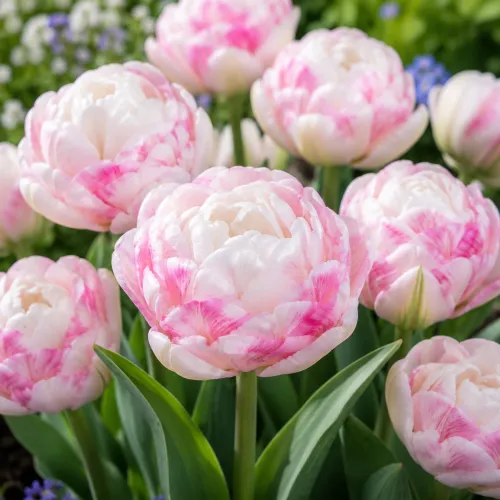 Tulipán Double Surprise – bielo-ružový plnokvetý tulipán Tulipán Double Surprise – bielo-ružový plnokvetý tulipán