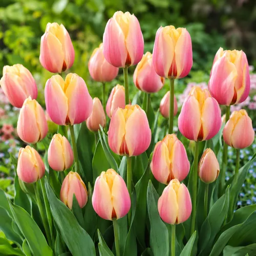 Tulipán Dragon King – ružovo-žltý viackvetý