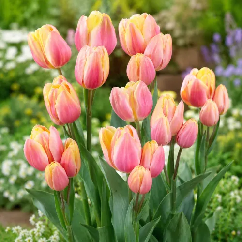 Tulipán Dragon King – ružovo-žltý viackvetý
