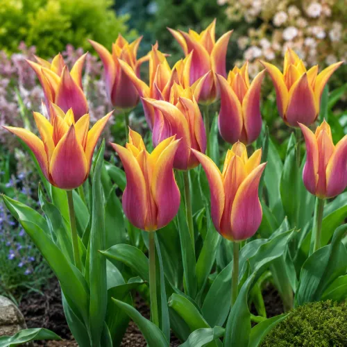 Tulipán Dream – fialovo-žltý ľaliokvetý