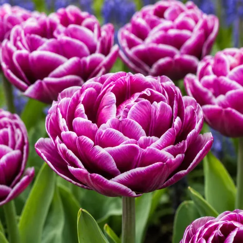 Tulipán Dream Touch – fialový plnokvetý tulipán