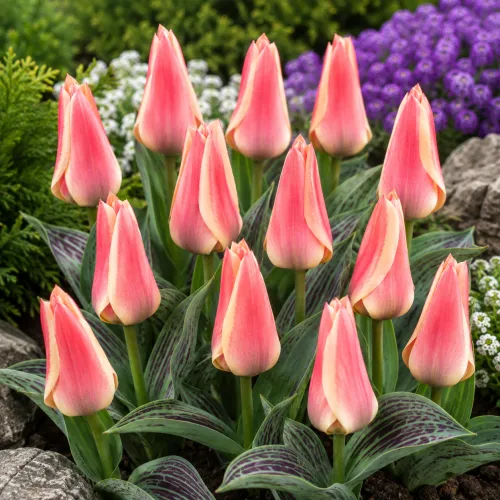 Tulipán Dreamboat – ružovo-krémový Greigii Tulipán Dreamboat – ružovo-krémový Greigii