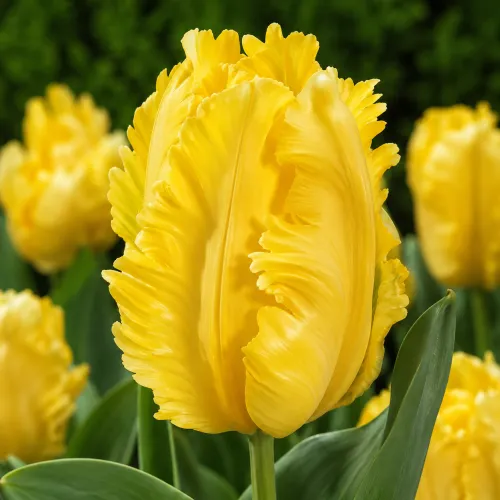 Tulipán Eagle Wings – žltý papagájovitý