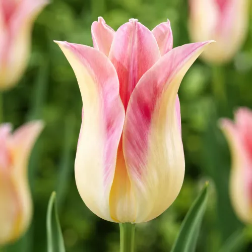 Tulipán Elegant Lady – krémovo-ružový ľaliokvetý