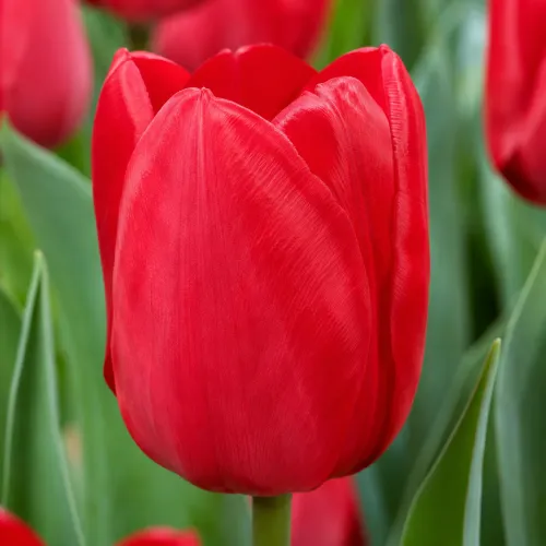 Tulipán Escape – červený triumph