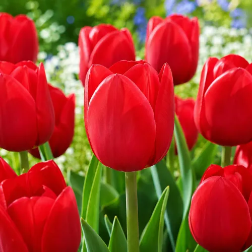 Tulipán Escape – červený triumph Tulipán Escape – červený triumph