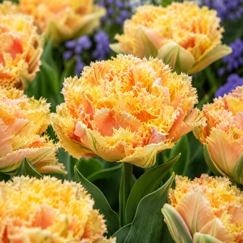 Tulipán Esprit – plný strapkatý tulipán Tulipán Esprit – plný strapkatý tulipán