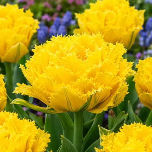 Tulipán Exotic Sun – plný strapkatý tulipán Tulipán Exotic Sun – plný strapkatý tulipán