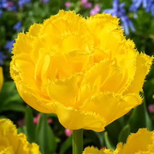 Tulipán Exotic Sun – plný strapkatý tulipán