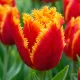 Tulipán Fabio – červeno-žltý strapkatý tulipán