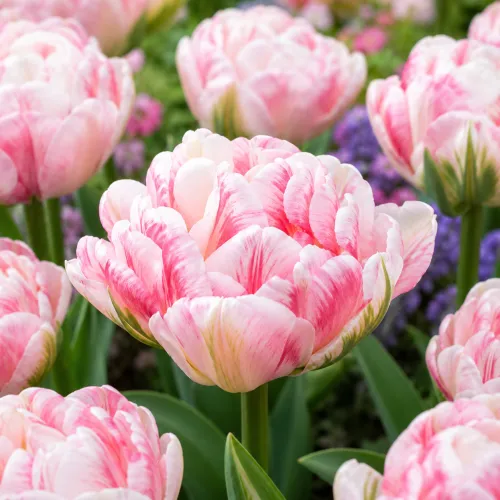 Tulipán Finola – ružovo-biely plnokvetý tulipán
