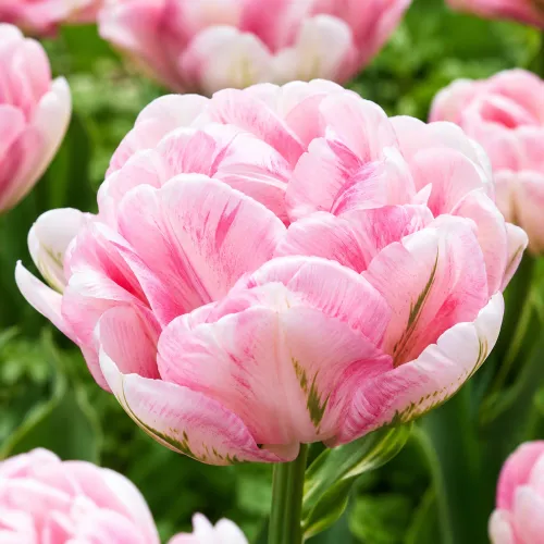 Tulipán Finola – ružovo-biely plnokvetý tulipán