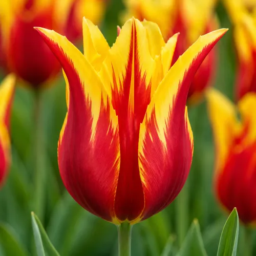 Tulipán Fire Wings – červeno-žltý ľaliokvetý