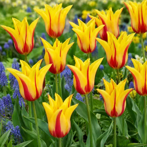 Tulipán Flaming Bayside – žlto-červený ľaliokvetý