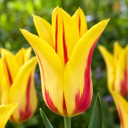 Tulipán Flaming Bayside – žlto-červený ľaliokvetý