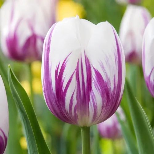 Tulipán Flaming Flag – bielo-fialový triumph