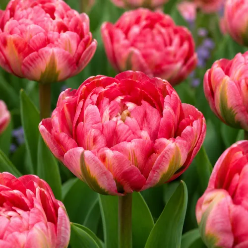 Tulipán Flash Point – ružovo-červený plnokvetý tulipán Tulipán Flash Point – ružovo-červený plnokvetý tulipán