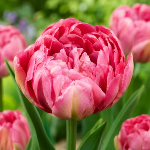 Tulipán Flash Point – ružovo-červený plnokvetý tulipán