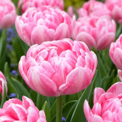Tulipán Foxtrot – ružový plnokvetý tulipán Tulipán Foxtrot – ružový plnokvetý tulipán