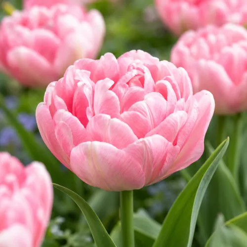 Tulipán Foxtrot – ružový plnokvetý tulipán