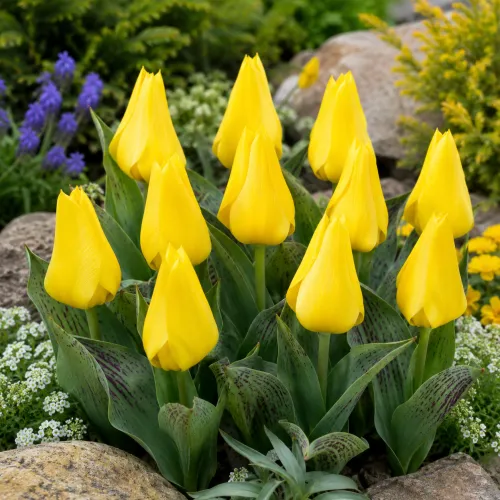 Tulipán Golden Tango – žltý Greigii