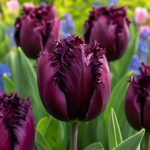 Tulipán Gorilla – tmavofialový strapkatý tulipán