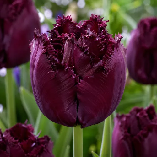 Tulipán Gorilla – tmavofialový strapkatý tulipán