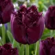 Tulipán Gorilla – tmavofialový strapkatý tulipán