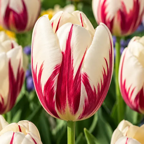 Tulipán Grand Perfection – krémovo-červený