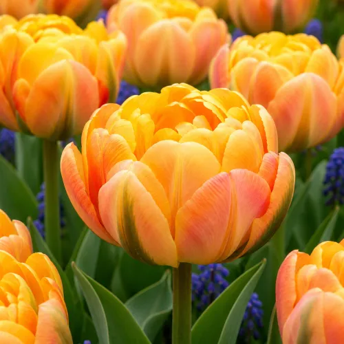 Tulipán Granny Award – žlto-oranžový plnokvetý