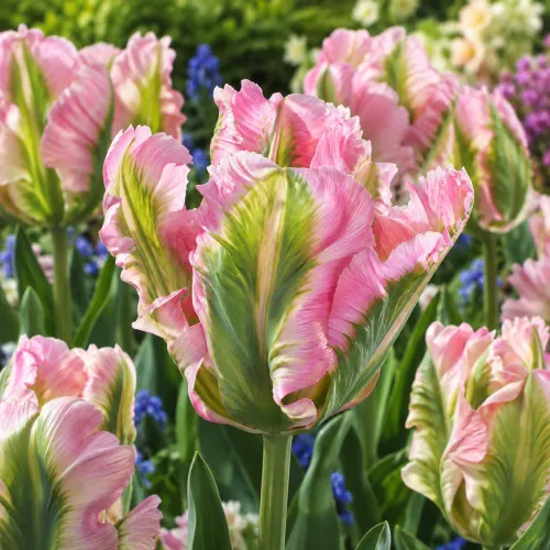 Tulipán Green Wave – ružovo-zelený papagájovitý Tulipán Green Wave – ružovo-zelený papagájovitý