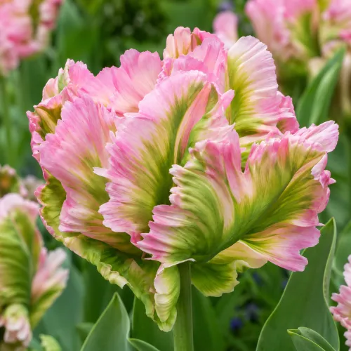 Tulipán Green Wave – ružovo-zelený papagájovitý Tulipán Green Wave – ružovo-zelený papagájovitý