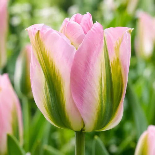 Tulipán Greenland – ružovo-zelený viridiflora