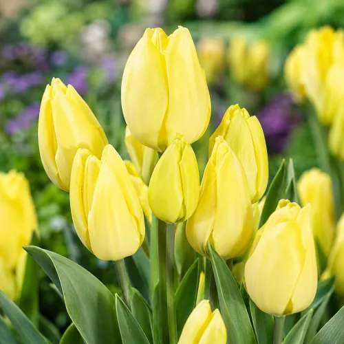 Tulipán Hans Dietrich Genscher – žltý viackvetý tulipán