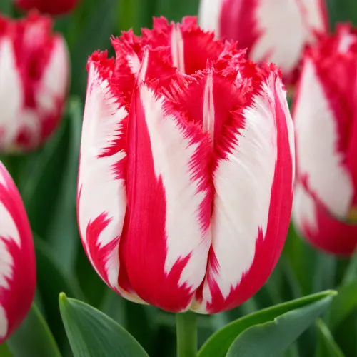 Tulipán Happy Clown – červeno-biely strapkatý tulipán