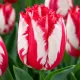 Tulipán Happy Clown – červeno-biely strapkatý tulipán