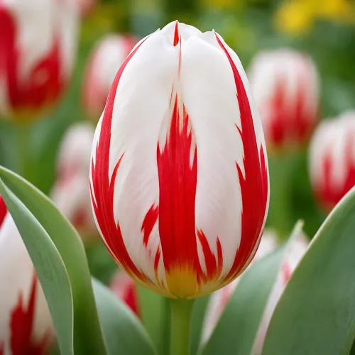 Tulipán Happy Generation – bielo-červený